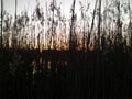 Silhouettes of reed grass during sunset Royalty Free Stock Photo