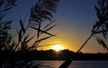 Landscape with wild grass and beautiful sunset over the lake. Royalty Free Stock Photo