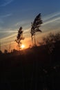 Silhouettes of reeds against the sky. Sunset over lake with reeds and grasses in foreground Royalty Free Stock Photo