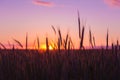 Silhouettes Of Ripe Wheat Against The Background Of Scenic Country