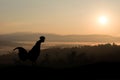 Silhouettes rooster crows in the morning Royalty Free Stock Photo