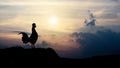 Silhouettes rooster crows in the morning Royalty Free Stock Photo