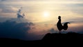Silhouettes rooster crows in the morning Royalty Free Stock Photo