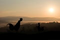 Silhouettes rooster in the morning Royalty Free Stock Photo