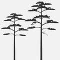 Silhouettes of scots pine isolated on gray background. Royalty Free Stock Photo