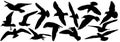 Silhouettes Of Seagull Birds, Set. Vector Illustration