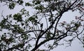 Silhouettes and Shadows of a Single Bird, Branches and Leaves of a Tree