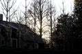 Silhouettes of small trees outside strung with Christmas lights against a dark house and larger trees at dusk Royalty Free Stock Photo