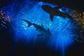 Silhouettes of Small White Sharks Swimming in Deep Blue Aquarium Tank.