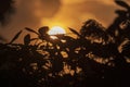 silhouettes of some plants adorn the evening sun