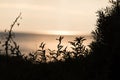 Silhouettes of some plants in the dune at sunset