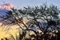 Silhouettes of spindly trees and underbrush.