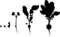 Silhouettes of stages of radish growth from seed and sprout to harvest