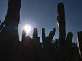 Silhouettes of the stems of a big bilberry cactus (Myrtillocactus geometrizans) with big needles in backlit. Royalty Free Stock Photo