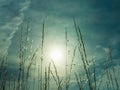 Silhouettes of stems of drying herbs in hot summer