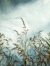 Silhouettes of stems of drying herbs in hot summer