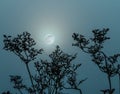 Silhouettes of stems of umbrella grasses in the ghostly light of a blue moon Royalty Free Stock Photo