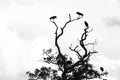 Silhouettes of storks in a tree - black and white Royalty Free Stock Photo