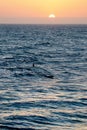 Silhouettes of surfers during sunset Royalty Free Stock Photo