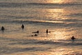 Silhouettes of surfers waiting for a wave near the beach at sunset