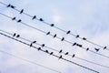 Silhouettes of swallows on electric wires against the background