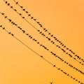 Silhouettes of swallows on wires. at sunset wire and