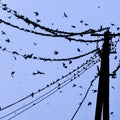 Silhouettes of swallows on wires. at sunset wire and