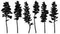 Silhouettes of tall pine trees cedar.