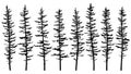 Silhouettes of tall spruce tree with broken and sparse branches. Royalty Free Stock Photo