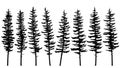 Silhouettes of tall spruce trees with rare branches.