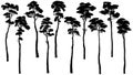 Silhouettes of tall trees with leaves pine, cedar, sequoia.