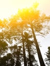 Silhouettes of tall trees in the rays of the sun. Royalty Free Stock Photo