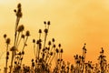 Silhouettes of teasel flowers Royalty Free Stock Photo