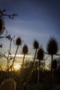 Silhouettes of teasels at winter sunset