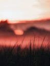 Silhouettes of thin grass on blur pink sunset sky background Royalty Free Stock Photo
