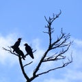 Silhouettes of three crows perched on a dead tree, Zamami, OkinawaSilhouettes of three crows perched on a dead tree