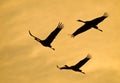 Silhouettes of three cranes flying backlit at sunset