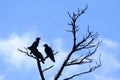 Silhouettes of three crows perched on a dead tree, Zamami, Okinawa