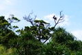 Silhouettes of three crows perched on a dead tree, Zamami, Okinawa Royalty Free Stock Photo