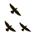 Silhouettes of three flying birds