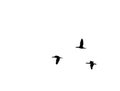 Silhouettes of three migrating birds, duck or goose, flying on white background. Black and white photography