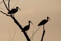 Silhouettes of three White Ibises perched high in a bare tree Royalty Free Stock Photo