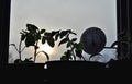 Silhouettes of tomato seedlings and window thermometer on the background with setting sun. Royalty Free Stock Photo