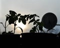 Silhouettes of tomato seedlings and window thermometer on the background with setting sun. Royalty Free Stock Photo