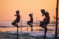 Traditional stilt fishing in Sri Lanka Royalty Free Stock Photo