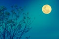 Silhouettes of tree against blue sky and beautiful full moon. Outdoor. Royalty Free Stock Photo