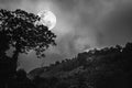 Silhouettes of tree against dark sky on tranquil nature background.