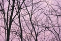 Silhouettes tree branches abstract background