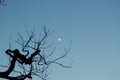 Silhouettes of tree branches against the background of the blue sky with the moon. Royalty Free Stock Photo