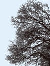 Silhouettes of tree branches in winter Royalty Free Stock Photo